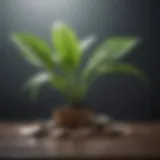 Concept of financial security represented by a growing plant and coins.